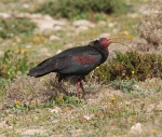 Bald Ibis 1