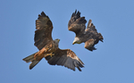 Black Kite