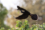Anhinga (male) approaching island, Venice Rookery, Florida
