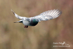 Ferral Pigeon 200313-361a