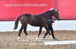 BPP_1528