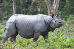 Rhino