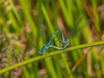 Azure Damselflies
