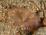 Chone infundibuliformis