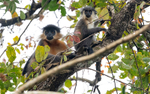 Capped Langurs