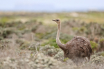Ostrich portfolio