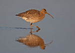Curlew - Numenius arquata