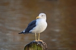 Lesser Black-backed Gull