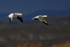 Snow Goose pair in flight, dark sky, Bosque del Apache, New Mexico