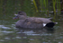Gadwall