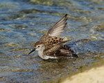 Dunlin having a bath at Farmoor