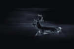 Fallow Buck