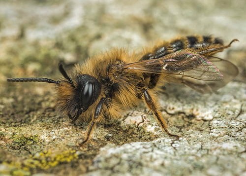 [i]Andrena flavipes[/i] male. Cubbington churchyard, Warwickshire, April 2014.