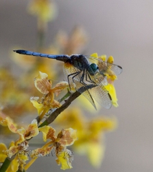 DF AnimalsCreatures 199