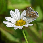 Common Blue Butterfly on Daisy