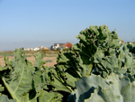 Shoreham Fort - 43