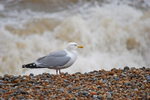 Herring Gull