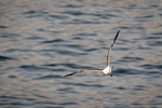 level-flight