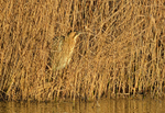 Bittern