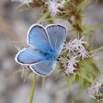 Common blue female (Polyommatus icarus) ♂︎.
