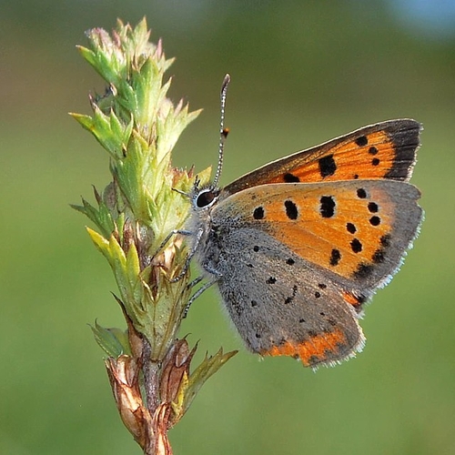 The American Copper is a small butterfly in the family Lycaenidae.