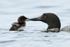 Common Loon feeding chick, Minnesota, USA