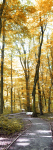 Autum woods St Fagans