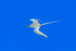 White-tailed Tropicbird in flight, Kilauea Point, Kauai