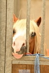 Stable Shots and Group Photo portfolio