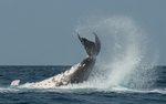 Humpback whale
