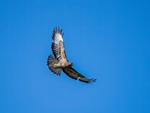 Common Buzzard