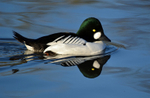 Goldeneye