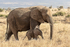 Elephant & young calf