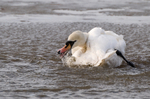 Mute Swan