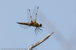 Four-spotted Chaser (Libellula quadrimaculata) landing