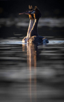 GREBE