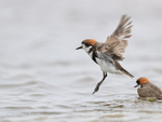 Two-banded Plover takes off after bathing, Falklands