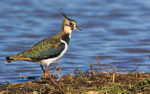 Lapwing