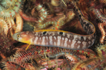 Pholis gunnellus