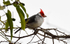 Red-crested Cardinal