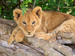 Lion cub lying on a sloping tree trunk