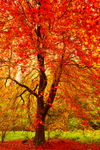 Golden Leaves at Hamsterly.   ref 9531