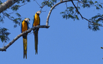 Blue and yellow macaw