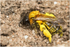 Andrena bicolor (f)