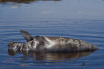 Elephant Seal Pup