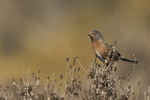 Dartford Warbler