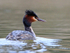 Great Crested Grebe with raised crest at Hatch Pond
