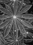 Lupin Leaves