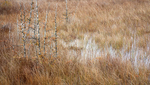 DORCAS BAY FEN- BRUCE COUNTY