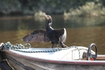 Cormorant